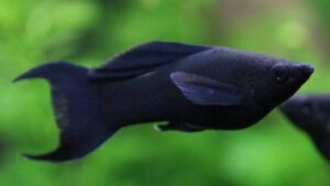 Black Lyretail Molly