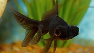 Black Moor Goldfish