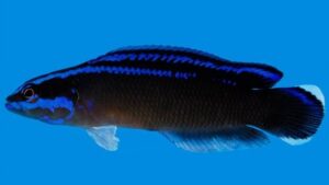 Black Neon Dottyback