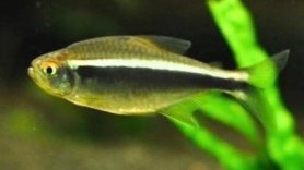 Black Neon Tetra
