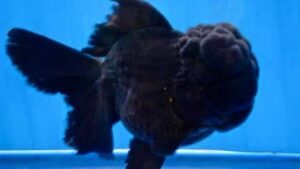 Black Oranda Goldfish
