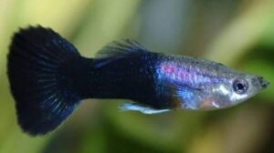 Black Phantom Delta Guppy
