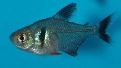 Black Phantom Tetra