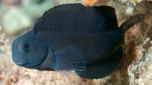 Black Sailfin Blenny