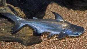 Black Shark Catfish