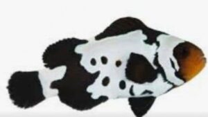 Black Snowflake Clownfish