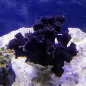 Black Sun Corals
