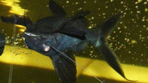 Black Upside Down Catfish
