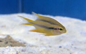 Blackmouth Bicolor Chromis