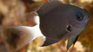 Black and White Chromis