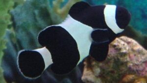 Black and White False Percula