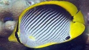 Black Back Butterflyfish