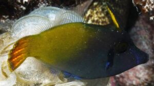 Blackbar Filefish