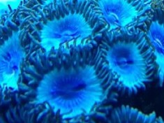 Blackbeards Zoas