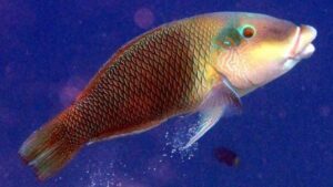 Blackedge Thicklip Wrasse