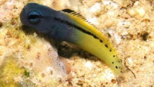 Blackline Fang Blenny