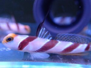 Barbershop Shrimpgoby