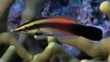 Blackspot Cleaner Wrasse