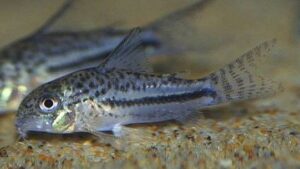 Blackstripe corydoras