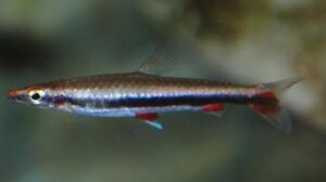 Blackstripe pencilfish