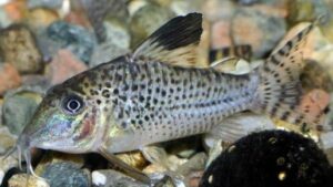 Blacktop corydoras
