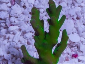 Blast From the Past Acropora