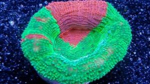 Bleeding Apple Acan Bowerbanki