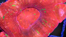 Bleeding Apple Bower Acan