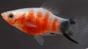 Bleeding Heart Platy