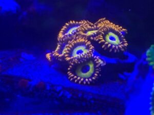 Blonde Blue Eyed Bitch Zoas