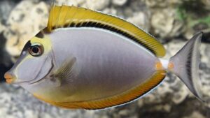 Blonde Naso Tang