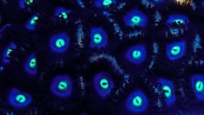 Blood Rain Zoas