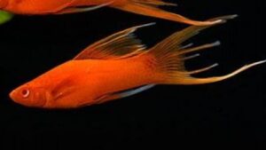 Blood Red Hi Fin Lyretail Swordtail