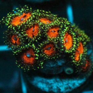Bloodsuckers Zoas