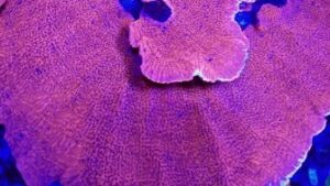 Bloody Mary Montipora