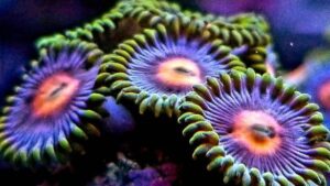 Blowpop Zoas