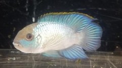 Blue Acara