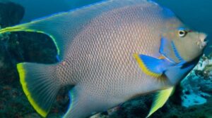 Blue Angelfish