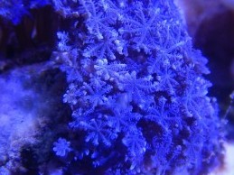 Blue Anthelia
