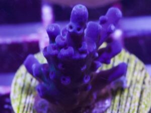 Blue Avatar Acropora