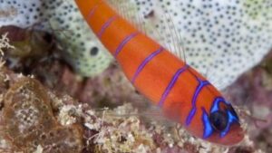 Bluebanded Shrimp Goby