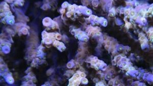 Blue Bottlebrush Acro