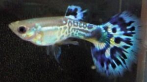 Blue Cobra Guppy