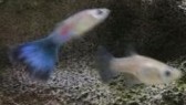 Blue Delta Guppy