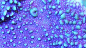 Blue Dimpled Encrusting Montipora