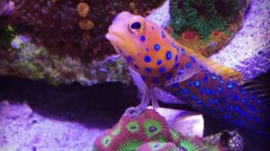 Blue Dot Jawfish
