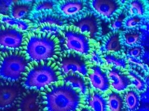 Blue Emerald Zoas