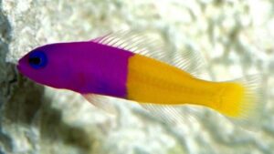 Blue Eye Royal Dottyback