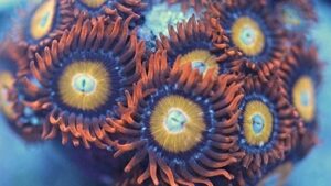 Blue Eyed Blondies Zoas