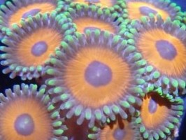 Blue Eyed Devils Zoas